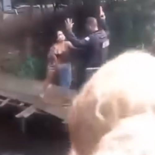 O puro suco do bostil, representado em um vídeo