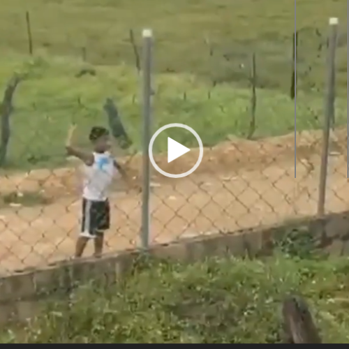 O bicho estava quieto na dele
