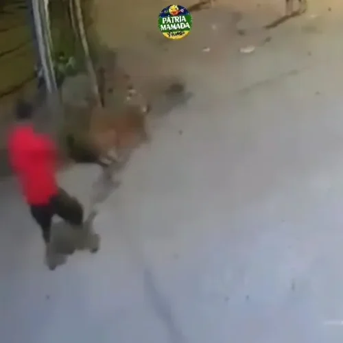 O improviso absurdo usado para escapar de uma matilha