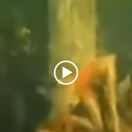 O achado estranho que ninguém deveria ver sozinho